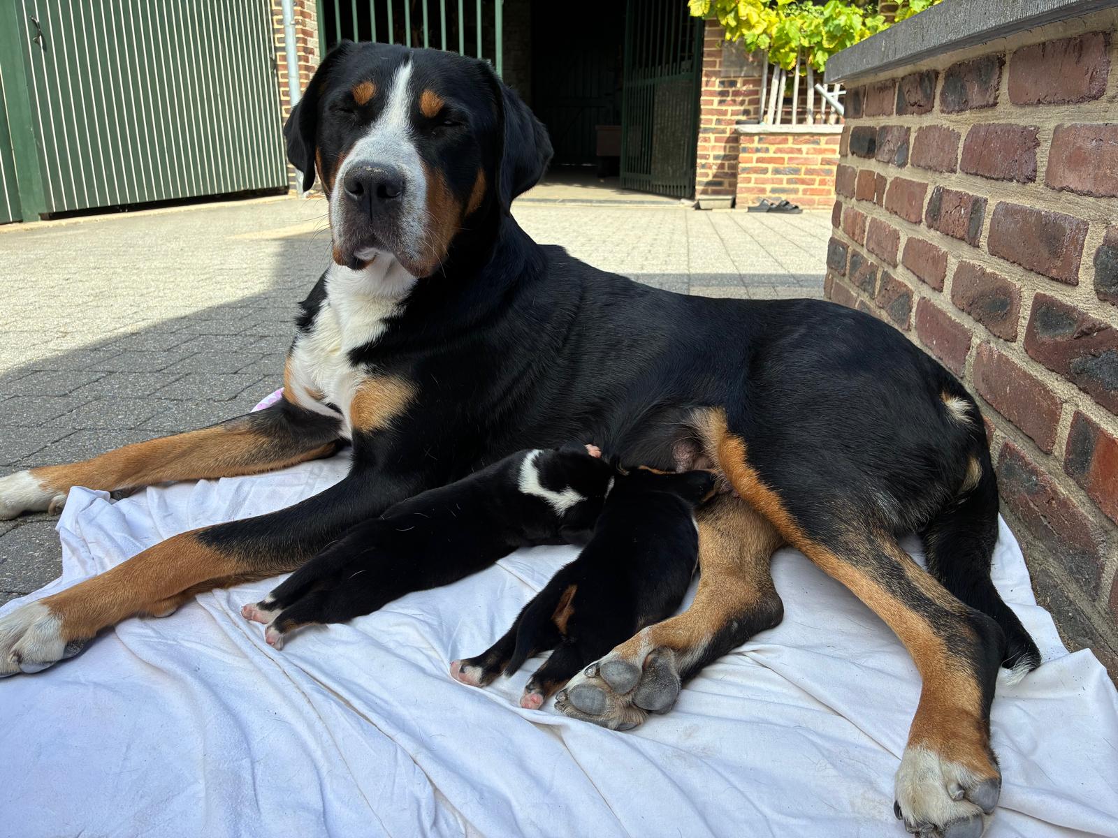 Nestje van Vaika en Utto